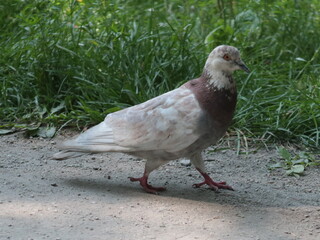 dove on the grass