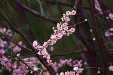 Colorful replicas of cherry blossoms in the garden