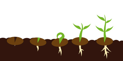 Fototapeta na wymiar Plant seed germination process stages. 
