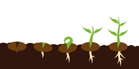 Plant seed germination process stages. 