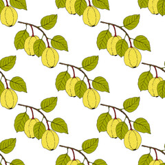 Seamless pattern with Quince (Cydonia oblonga) fruit tree branch