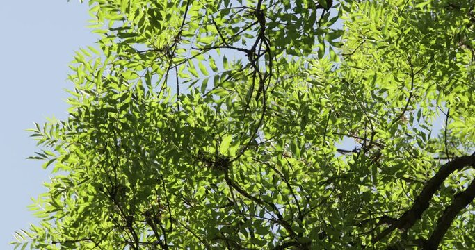 Lush geen tree branches in the wind
