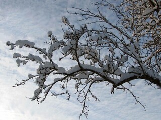 - a snowy tree branch in winter