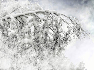 - a snowy birch branch in winter