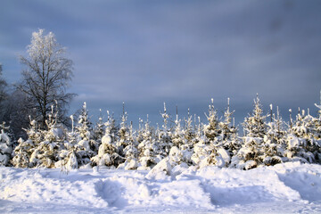 - snow-covered small fir trees in winter