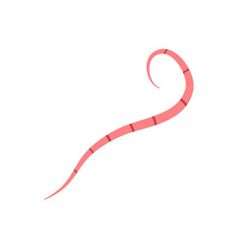 Pinworms Vector Illustration