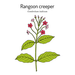Rangoon creeper (Combretum indicum), medicinal plant