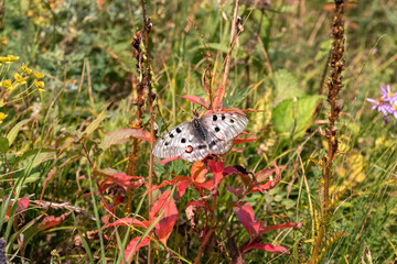 Live Butterfly parnassius apollo