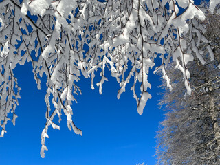 close up snow covered tree with blue sky