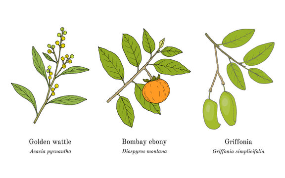 Collection of edible and medicinal plants