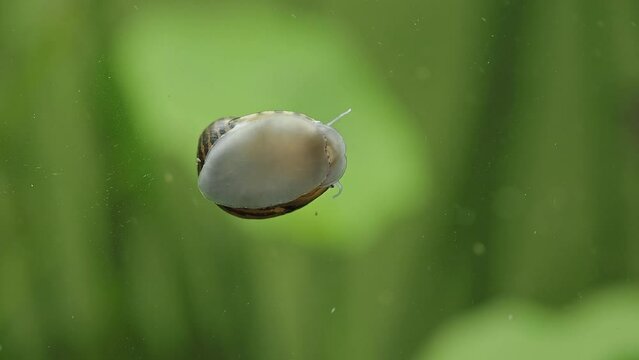 spotted nerite snail (Neritina natalensis) moving on the aquarium glass
