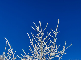 snow covered trees in the forest with blue sky in winter




