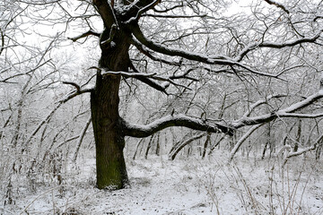 old oak tree in winter forest