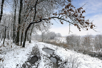 countryside road in winter forest - 711636050