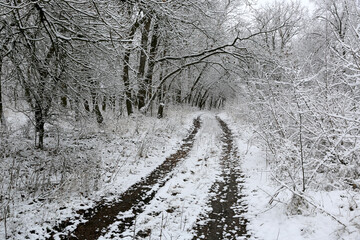 rut road in winter forest - 711636052