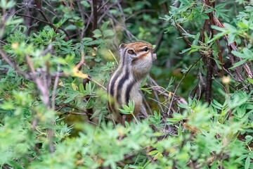 Siberian chipmunk