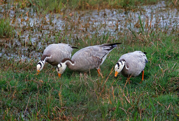 Bar headed geese feeding in a field