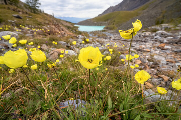 yellow poppies in the Altai Mountains