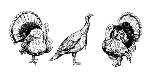 Fototapeta na wymiar Turkey bird, vector illustration, hand drawn sketch, black outline on transparent background