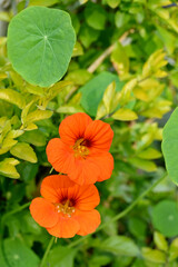 closeup the bunch orange red nasturtium flowers with vine and green leaves in the garden soft focus natural green brown background.
