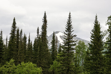Mountain taiga of the Kuznetsk Alatau. Western Sayan mountains