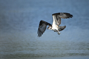 Osprey bird plunging down to catch fish along a bay in Lake Ontario