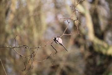 bird perched on a branch