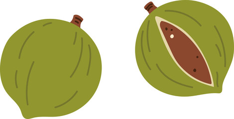 Nutmeg seed in green shell, isolated food snack