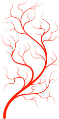 Blood vessels human eye vein, artery, capillaries