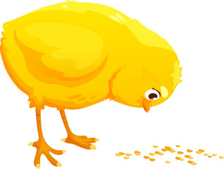 Yellow baby chick little hen chicken eating millet