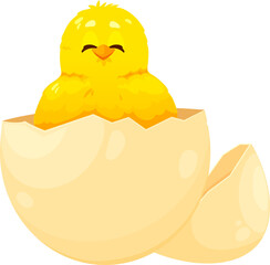 Chicken hatching from egg, newborn chick in shell