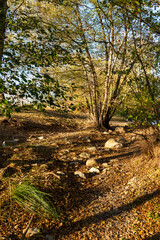 imagen de un camino de tierra entre los &aacute;rboles y las rocas 