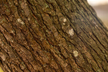 imagen detalle textura corteza árbol