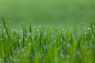 Close-up of a green meadow with small raindrops on the tips of the grass. Macro shot of green grass...