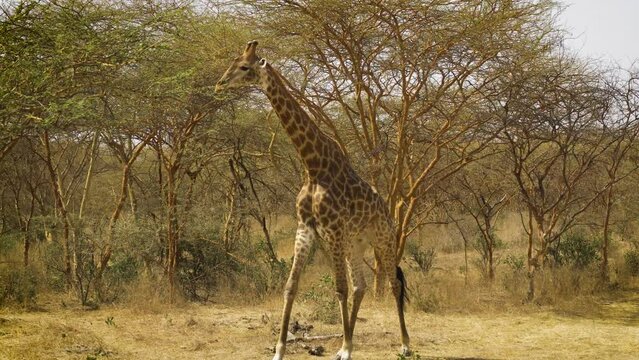 Giraffe walking towards camera in Bandia Reserve, Senegal. 4K UHD video.