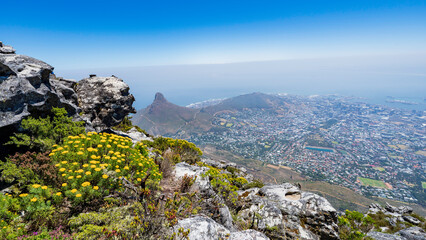 Fototapeta na wymiar Lion's Head, Signal Hill and Cape Town's City Bowl captured from the top of Table Mountain, South Africa