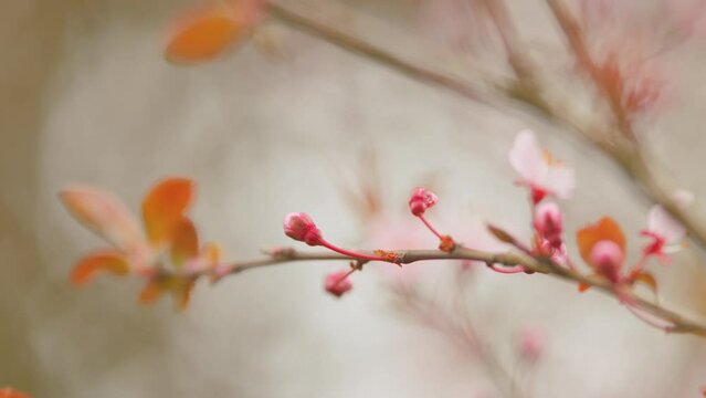 Background During Spring Season. Full Blooming Of Forest Cherry-Plum Tree. Background In City Garden.