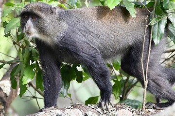 Meerkatzen im Arusha Nationalpark in Tansania