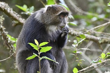 Meerkatzen im Arusha Nationalpark in Tansania