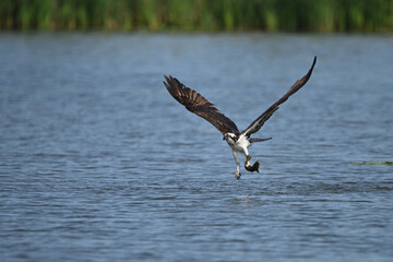 Osprey bird plunging down to catch fish along a bay in Lake Ontario