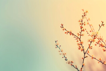 Soft focus of spring blossoms on blurred background