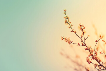 Sunlit blossoming branch against a soft blue sky