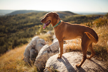 hungarian vizsla mixed breed puppy dog standing on a rock