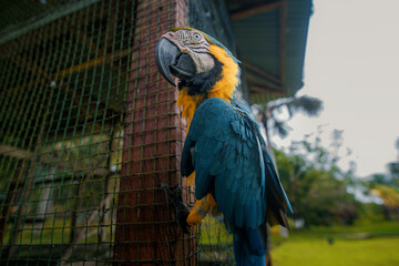 EL GUACAMAYO AZUL Y AMARILLO, EN LA SELVA AMAZÓNICA DE PERÚ, AVE COLORIDO Y MUY VISTO POR AMÉRICA DEL SUR.