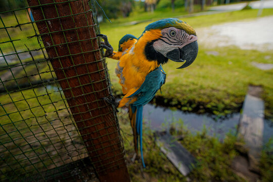 EL GUACAMAYO AZUL Y AMARILLO, EN LA SELVA AMAZ&Oacute;NICA DE PER&Uacute;, AVE COLORIDO Y MUY VISTO POR AM&Eacute;RICA DEL SUR.