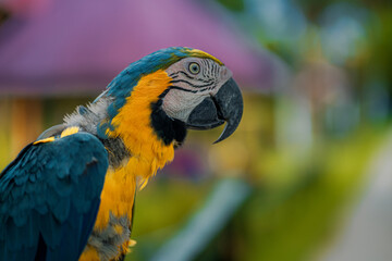 EL GUACAMAYO AZUL Y AMARILLO, EN LA SELVA AMAZÓNICA DE PERÚ, AVE COLORIDO Y MUY VISTO POR AMÉRICA DEL SUR.