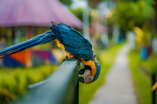 EL GUACAMAYO AZUL Y AMARILLO, EN LA SELVA AMAZ&Oacute;NICA DE PER&Uacute;, AVE COLORIDO Y MUY VISTO POR AM&Eacute;RICA DEL SUR.