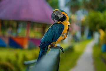 EL GUACAMAYO AZUL Y AMARILLO, EN LA SELVA AMAZÓNICA DE PERÚ, AVE COLORIDO Y MUY VISTO POR AMÉRICA DEL SUR.