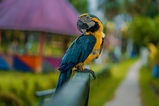EL GUACAMAYO AZUL Y AMARILLO, EN LA SELVA AMAZ&Oacute;NICA DE PER&Uacute;, AVE COLORIDO Y MUY VISTO POR AM&Eacute;RICA DEL SUR.