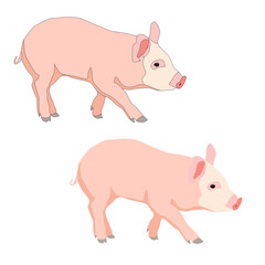 Vector pink piglet, pig isolated on white background